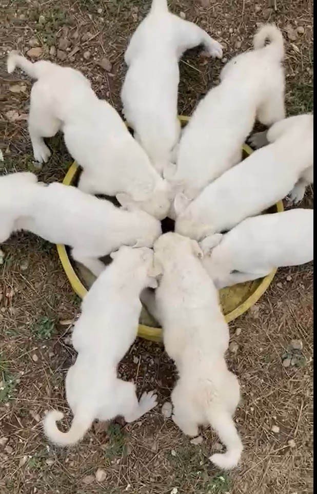 Yavru Akbaşların Aynı Kap İçerisinden Mama Yediği Anlar Görenleri Gülümsetti