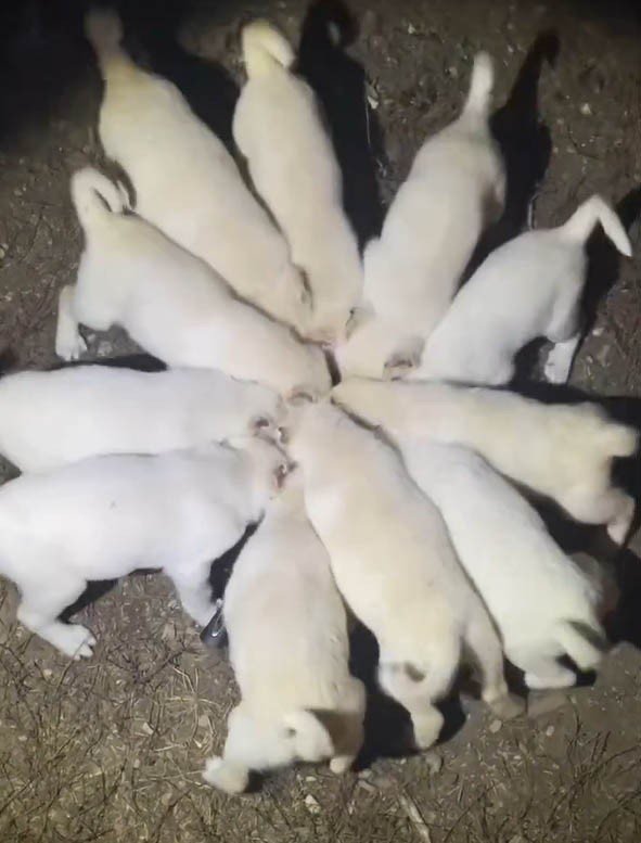 Yavru Akbaşların Aynı Kap İçerisinden Mama Yediği Anlar Görenleri Gülümsetti