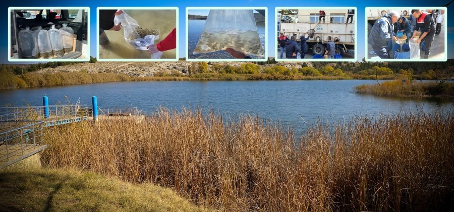 Eskişehir’de 903 Bin Adet Yavru Sazan Balığı Salımı Yapıldı