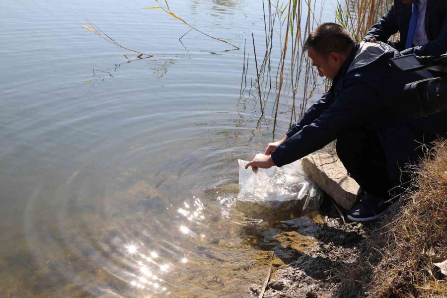 Eskişehir’de 903 Bin Adet Yavru Sazan Balığı Salımı Yapıldı