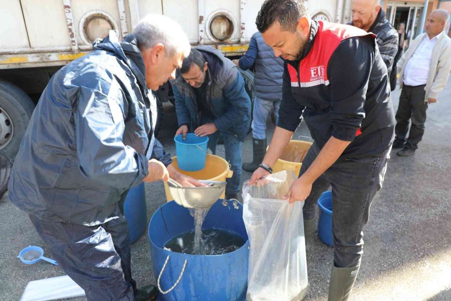 Eskişehir’de 903 Bin Adet Yavru Sazan Balığı Salımı Yapıldı