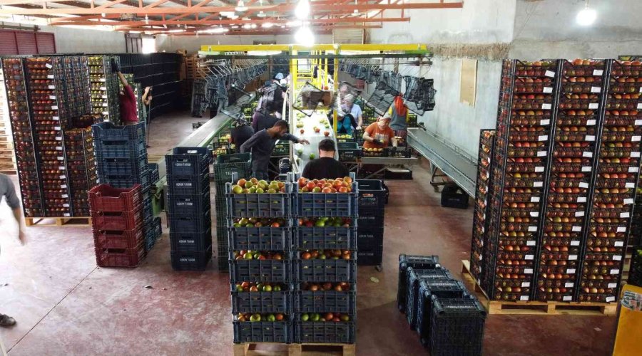 Avrupa’dan Talep Üstüne Talep Geliyor, Domates Üreticisinin Yüzü Gülüyor