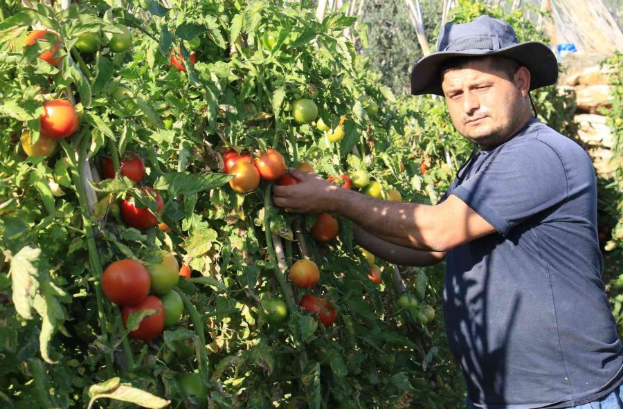 Avrupa’dan Talep Üstüne Talep Geliyor, Domates Üreticisinin Yüzü Gülüyor