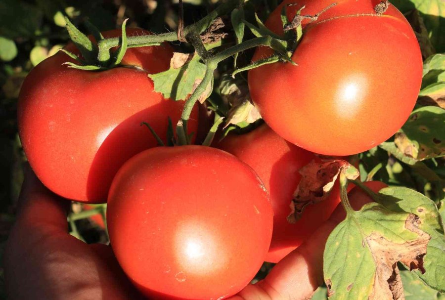 Avrupa’dan Talep Üstüne Talep Geliyor, Domates Üreticisinin Yüzü Gülüyor