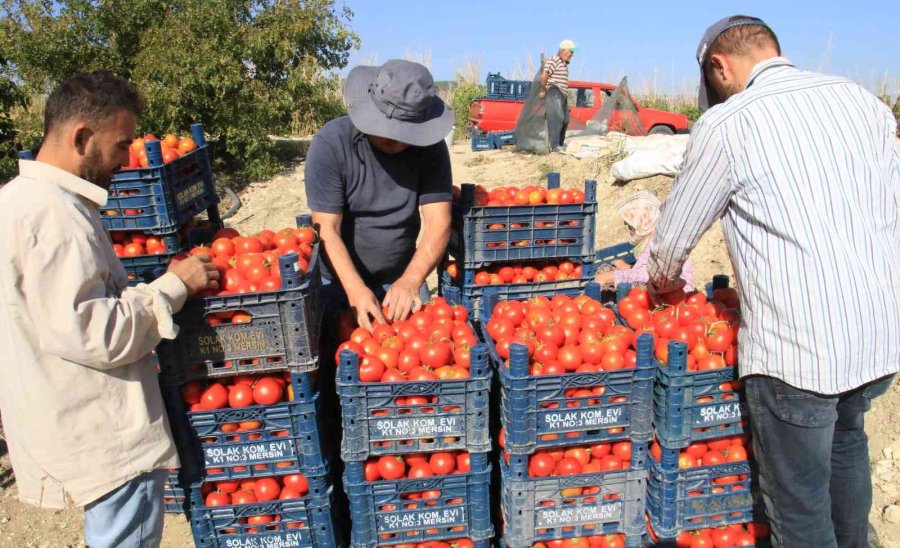 Avrupa’dan Talep Üstüne Talep Geliyor, Domates Üreticisinin Yüzü Gülüyor
