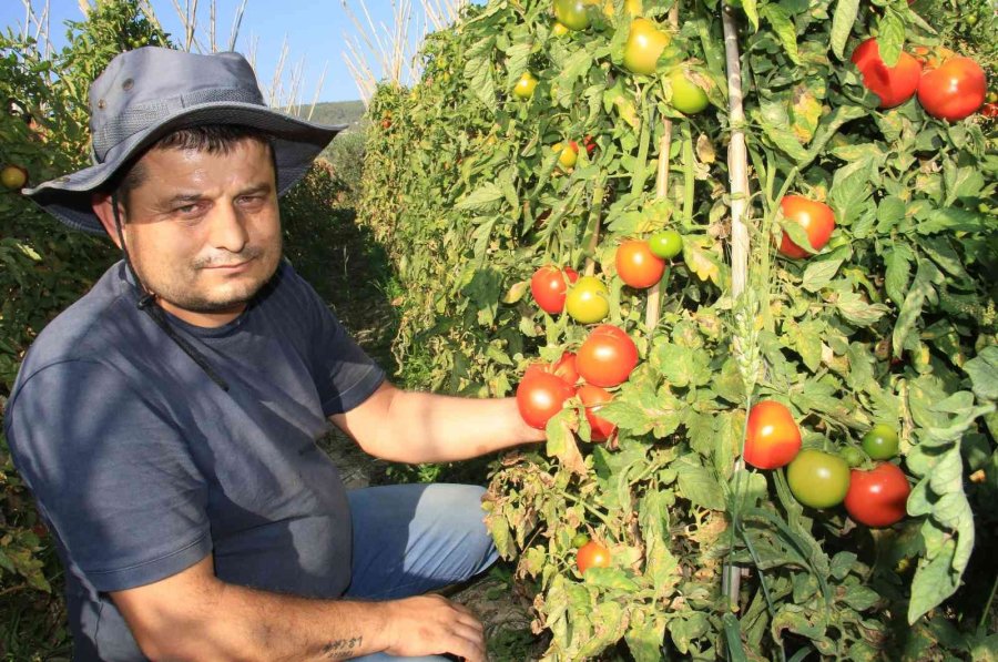 Avrupa’dan Talep Üstüne Talep Geliyor, Domates Üreticisinin Yüzü Gülüyor