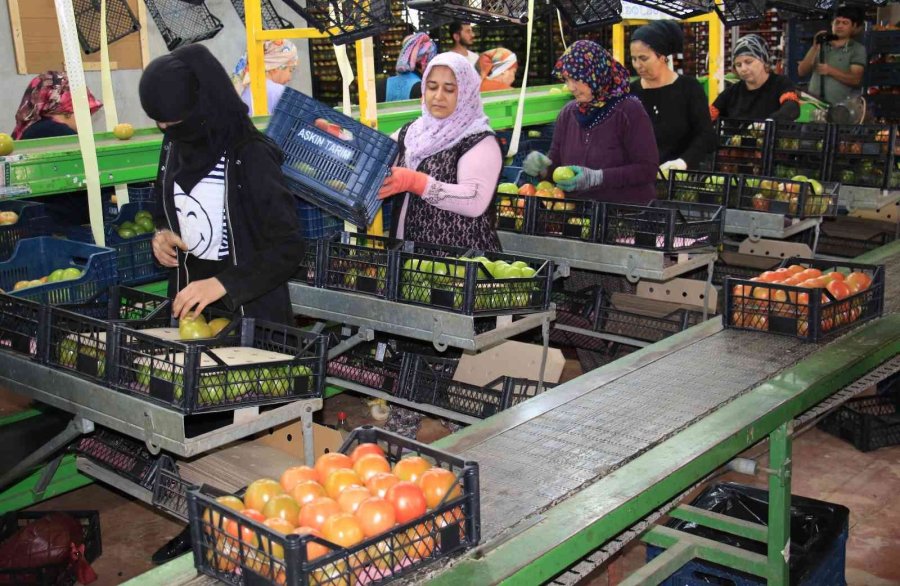 Avrupa’dan Talep Üstüne Talep Geliyor, Domates Üreticisinin Yüzü Gülüyor