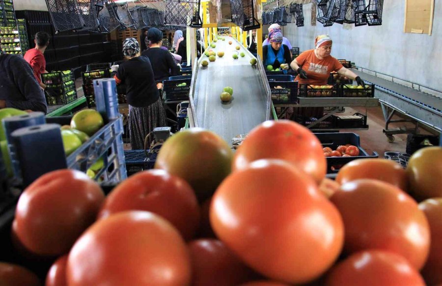 Avrupa’dan Talep Üstüne Talep Geliyor, Domates Üreticisinin Yüzü Gülüyor