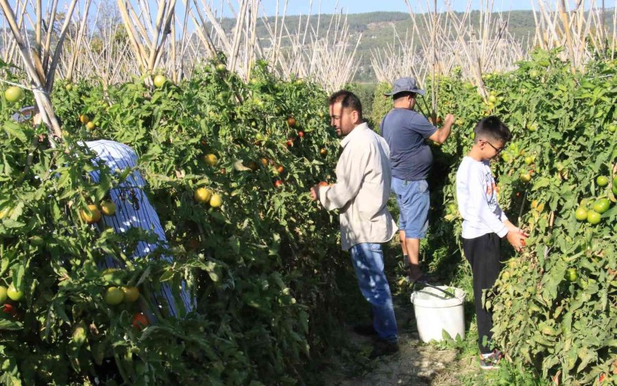 Avrupa’dan Talep Üstüne Talep Geliyor, Domates Üreticisinin Yüzü Gülüyor