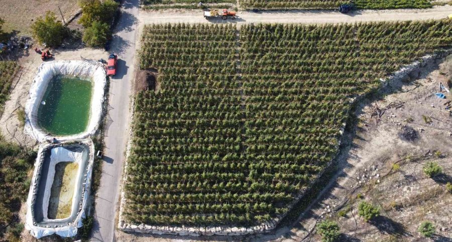 Avrupa’dan Talep Üstüne Talep Geliyor, Domates Üreticisinin Yüzü Gülüyor