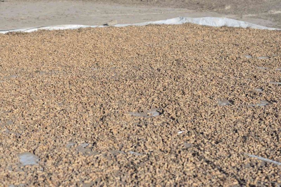 Kayseri’de Bir İlk: Yer Fıstığı Üretildi