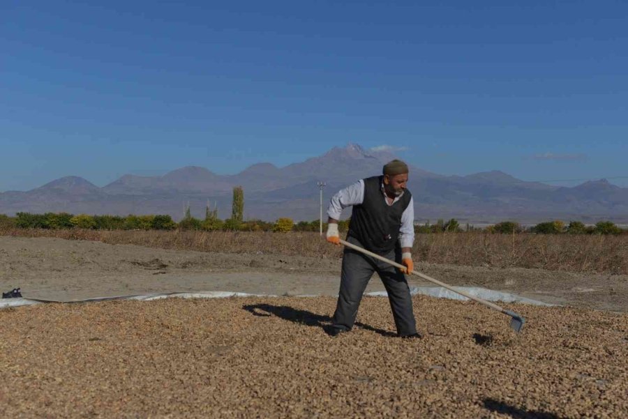 Kayseri’de Bir İlk: Yer Fıstığı Üretildi