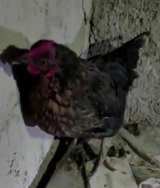 Tavuğun Altından Yumurta Değil, Uyuşturucu Çıktı