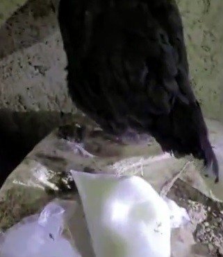 Tavuğun Altından Yumurta Değil, Uyuşturucu Çıktı