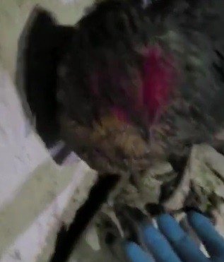 Tavuğun Altından Yumurta Değil, Uyuşturucu Çıktı