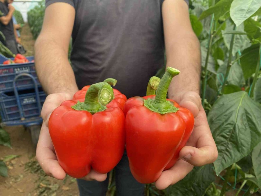 İhracatın Yıldızı Kaliforniya Biberinin Hasatı Başladı, İlk Rotası Rusya Oldu