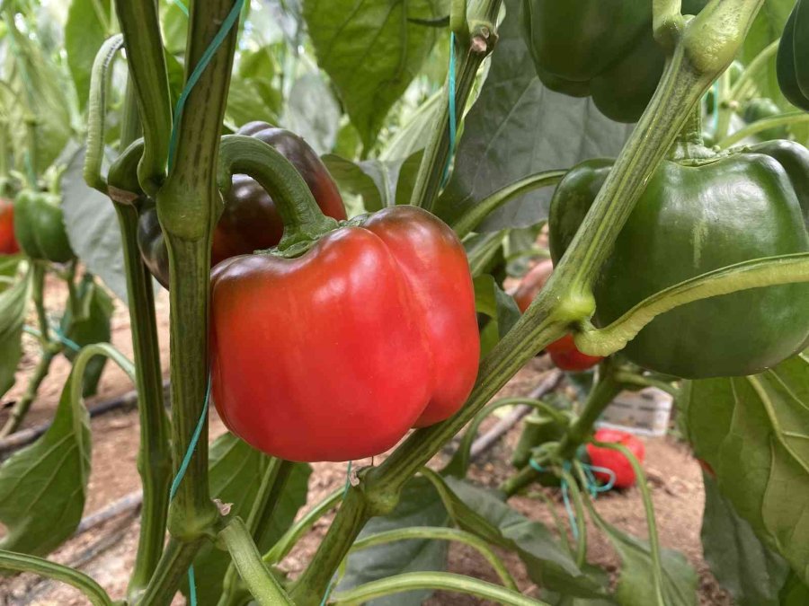 İhracatın Yıldızı Kaliforniya Biberinin Hasatı Başladı, İlk Rotası Rusya Oldu