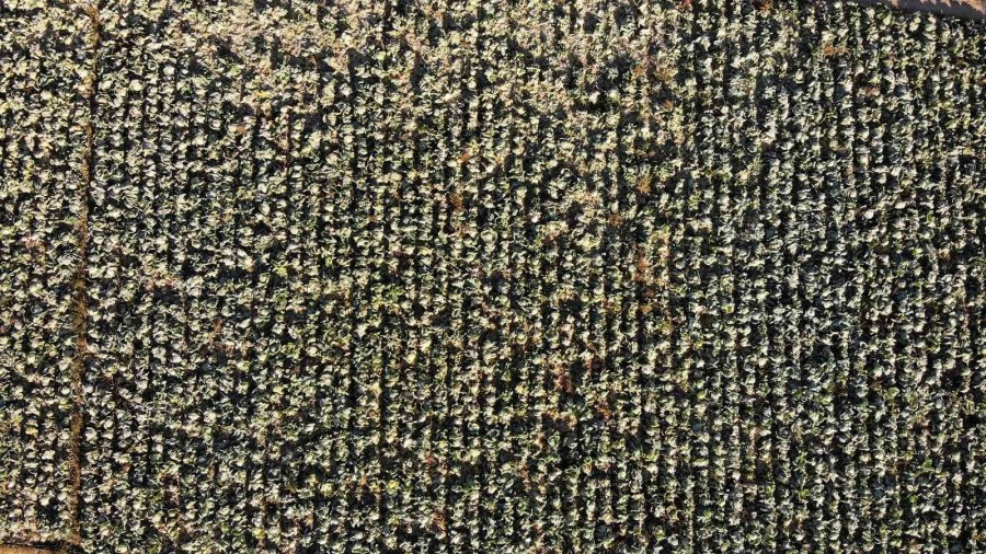 Kışlık Lahanaların Toprak Mesaisi Sona Erdi