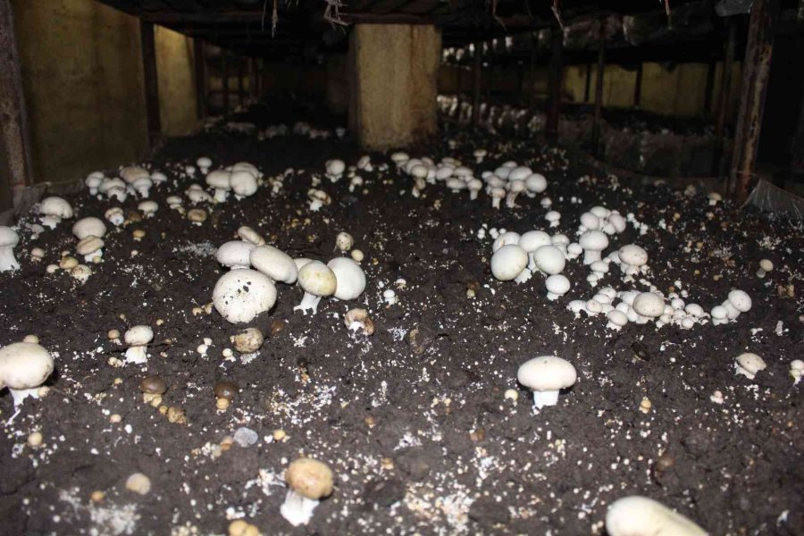 Büyükşehirden, Mantar Üreticisine Işıklı Tuzak Desteği