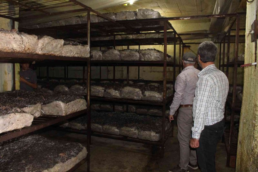 Büyükşehirden, Mantar Üreticisine Işıklı Tuzak Desteği