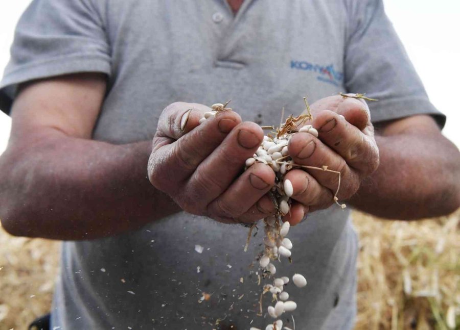Konyaaltı Örnek Oldu, Fasulyede Üretim Arttı