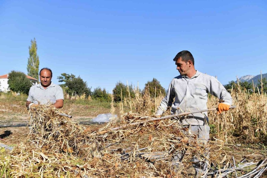 Konyaaltı Örnek Oldu, Fasulyede Üretim Arttı