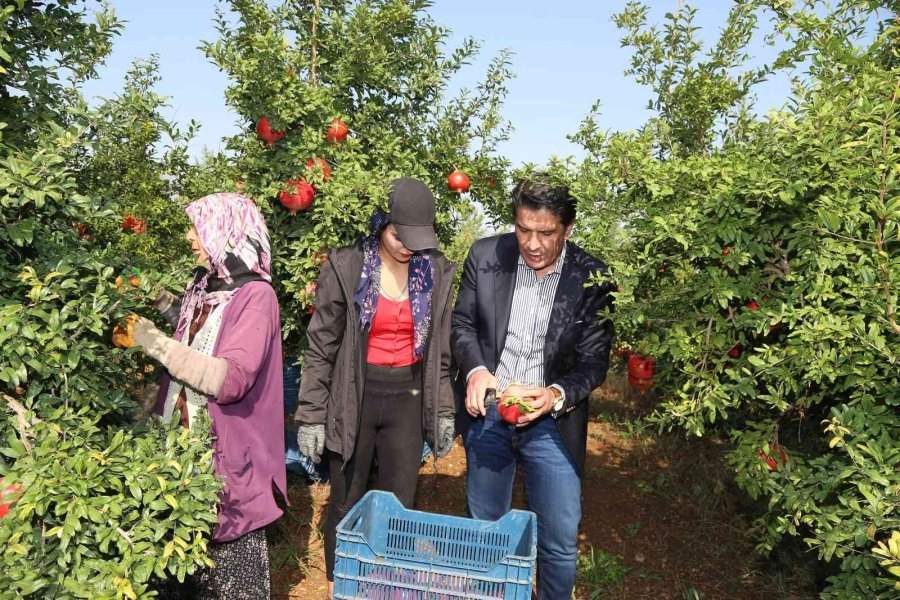Döşemealtı’nda Nar Çalıştayı Düzenlenecek