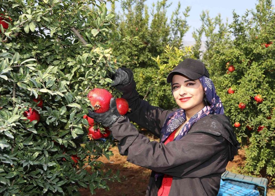 Döşemealtı’nda Nar Çalıştayı Düzenlenecek