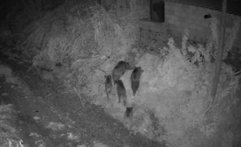 Domuz Sürüsü Avokado Bahçesine Girdi