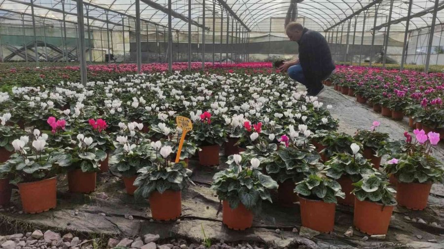 Büyükşehir, Topladığı 1 Ton Tohumu Yeniden Toprakla Buluşturdu