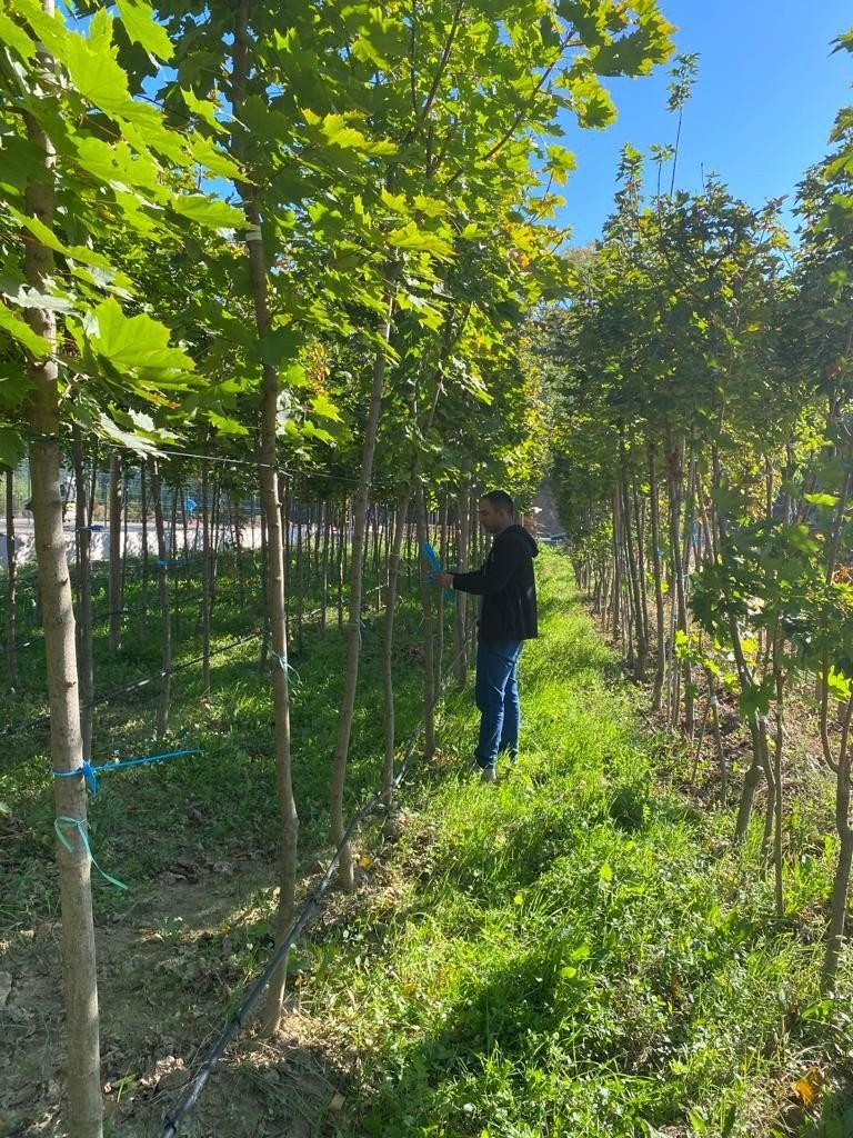 Büyükşehir, Topladığı 1 Ton Tohumu Yeniden Toprakla Buluşturdu