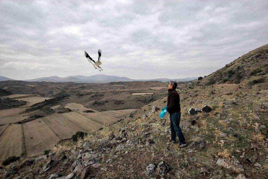 Tedavileri Tamamlanan Yaralı Kuşlar Özgürlüğe Kanat Çırptı