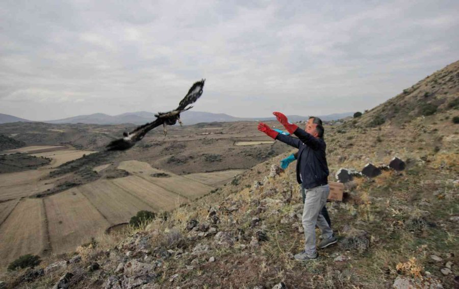 Tedavileri Tamamlanan Yaralı Kuşlar Özgürlüğe Kanat Çırptı