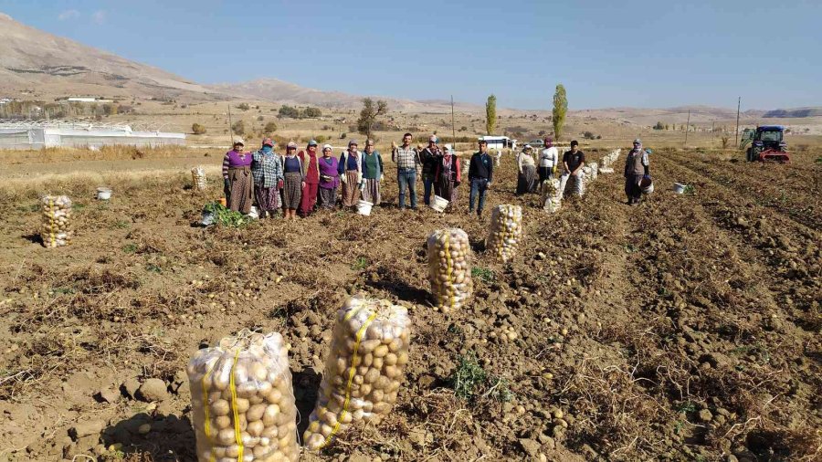 Yaylada Patates Hasadı Sona Erdi