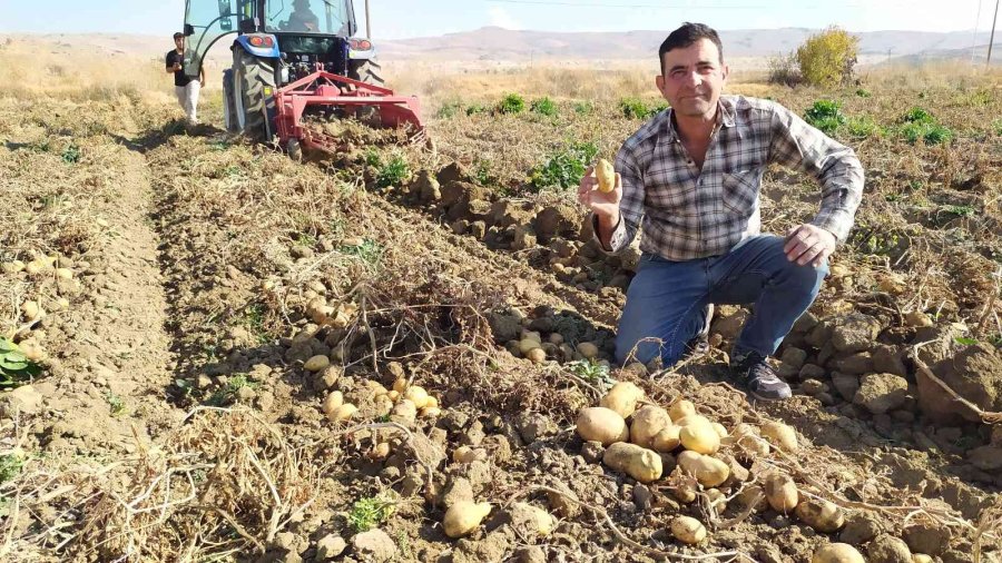 Yaylada Patates Hasadı Sona Erdi