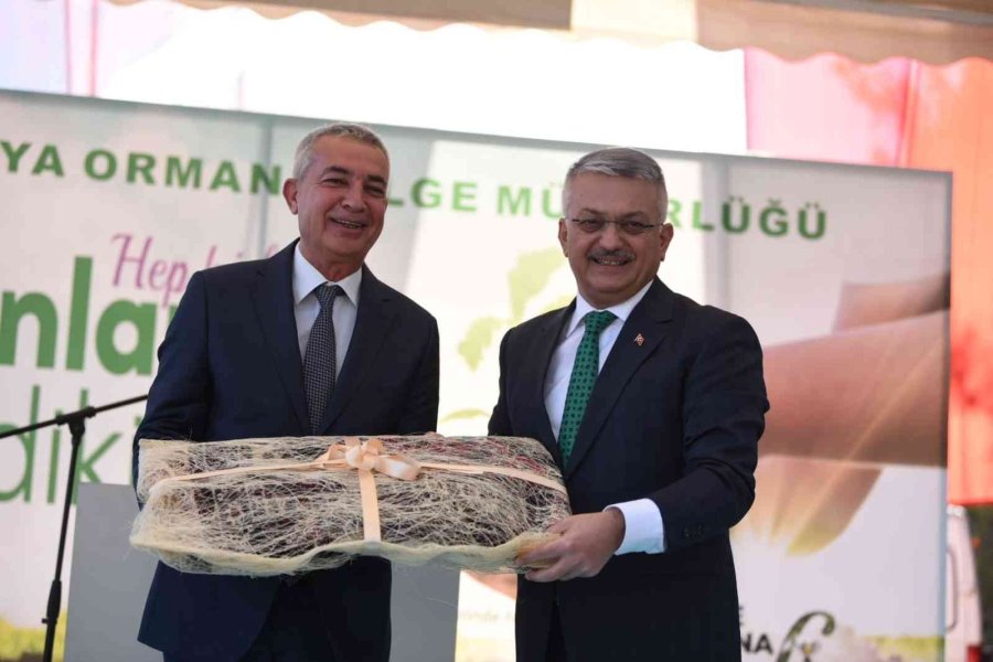 30 Dönümlük Alanda 3 Bin 500 Adet Kızılçam, Mazı Ve Fıstık Fidanı Dikildi