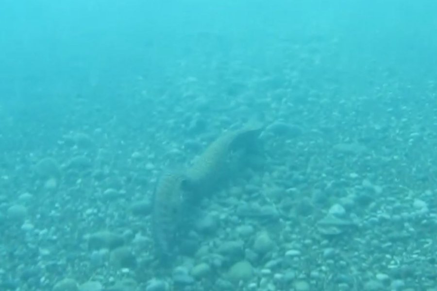 Sualtına Dalan Profesör Keskin Dişli Müren Balığıyla Burun Buruna Geldi