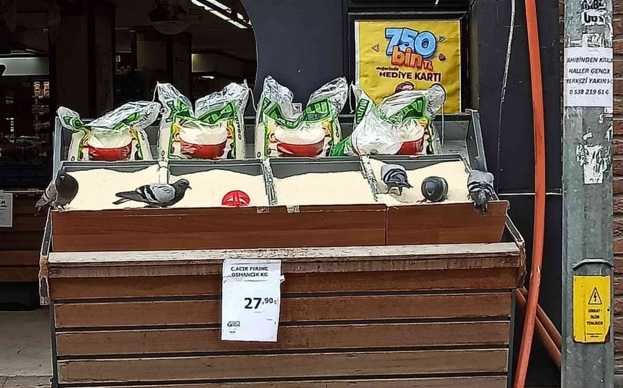 Güvercinlerin Pirinç Keyfi