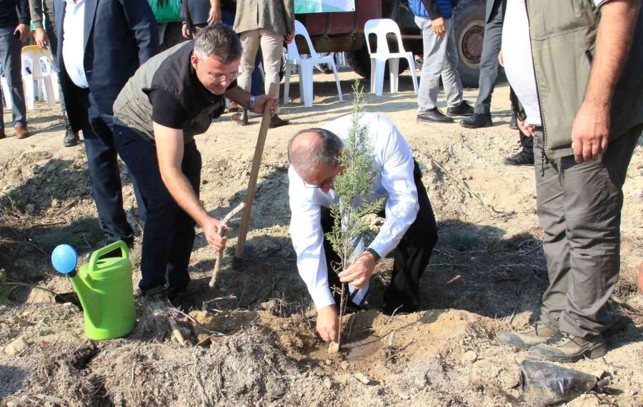 Mersin’de Sazlı Sözlü Fidan Dikimi