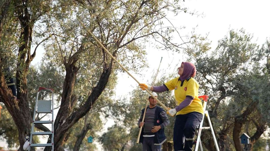 Tarsus Belediyesinden Ucuz Zeytinyağı