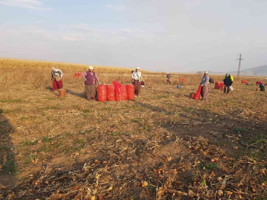 Başkan Erden Soğan Tarlasında Çalışan Kadınların Sorunlarını Dinledi