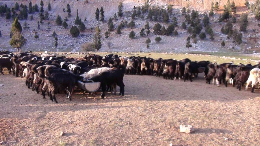 Antalya’da Yörüklerin Yayladan Dönüşü Başladı