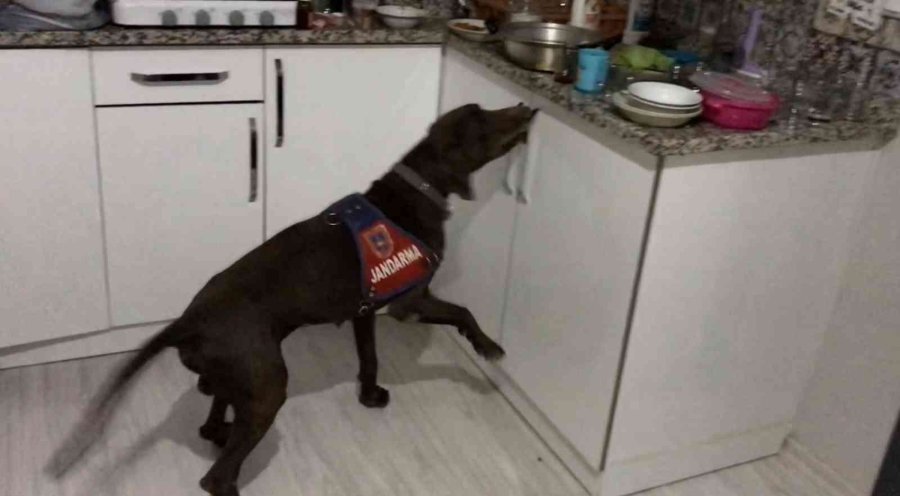 Uyuşturucu Taciri Sahte Hekimin Ruhsatsız Diş Kliniği, Profesyonel Hastaneyi Aratmadı