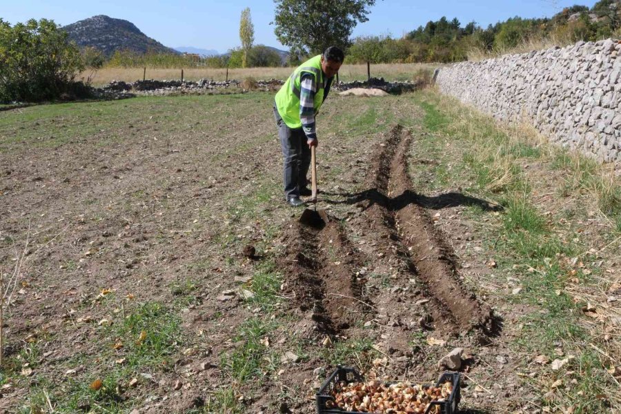 Akseki’de De Lale Soğanı Üretilecek