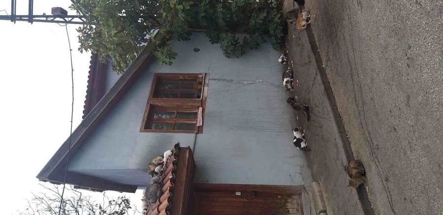 Evinin Camından Onlarca Kediyi Besliyor