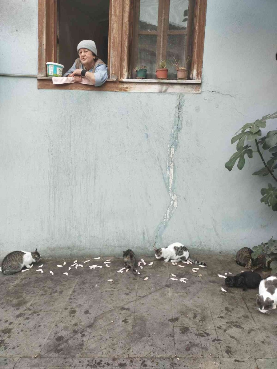 Evinin Camından Onlarca Kediyi Besliyor