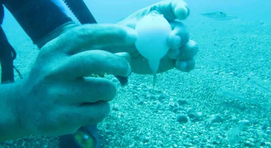 Antalya’da Balıkçılara İstilacı Balon Balığı Bereketi