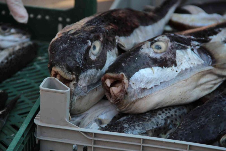 Antalya’da Balıkçılara İstilacı Balon Balığı Bereketi
