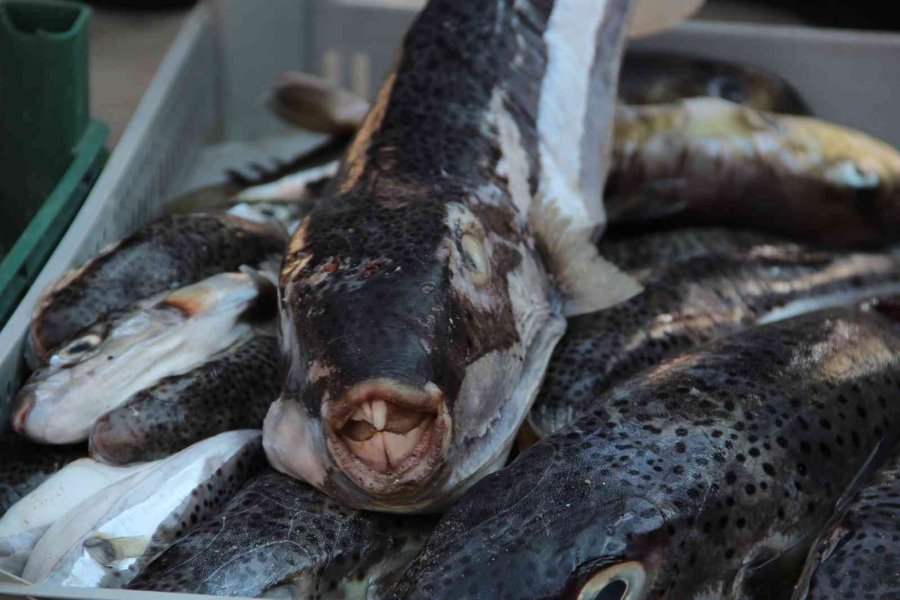 Antalya’da Balıkçılara İstilacı Balon Balığı Bereketi