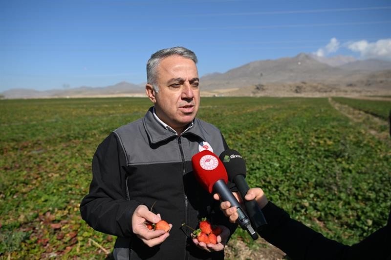 Erciyes’in Eteklerinde Yetiştirilen Çilek Fidesi 6 Ülkeye İhraç Ediliyor